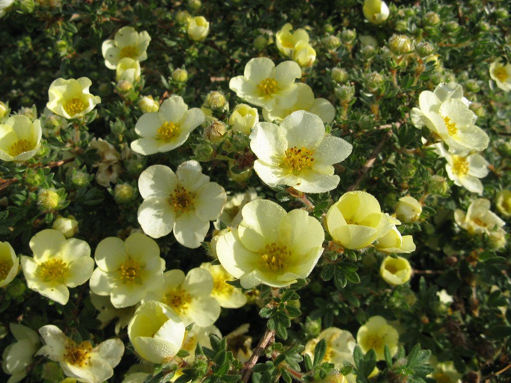 Potentilla fruticosa 'Primrose Beauty'